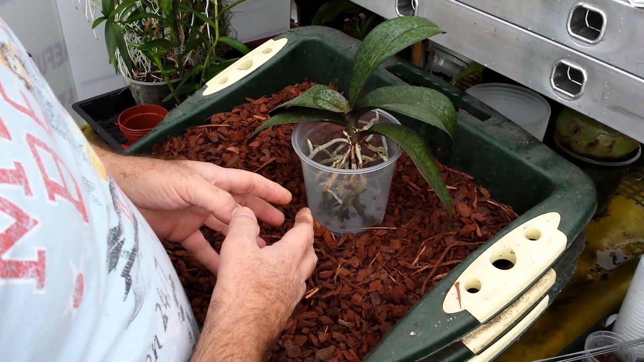 Как сажать орхидею в горшок. Орхидея Мильтония корень. Грунт для орхидей фаленопсис. Посадка орхидеи фаленопсис. Пересаживаем орхидею фаленопсис.