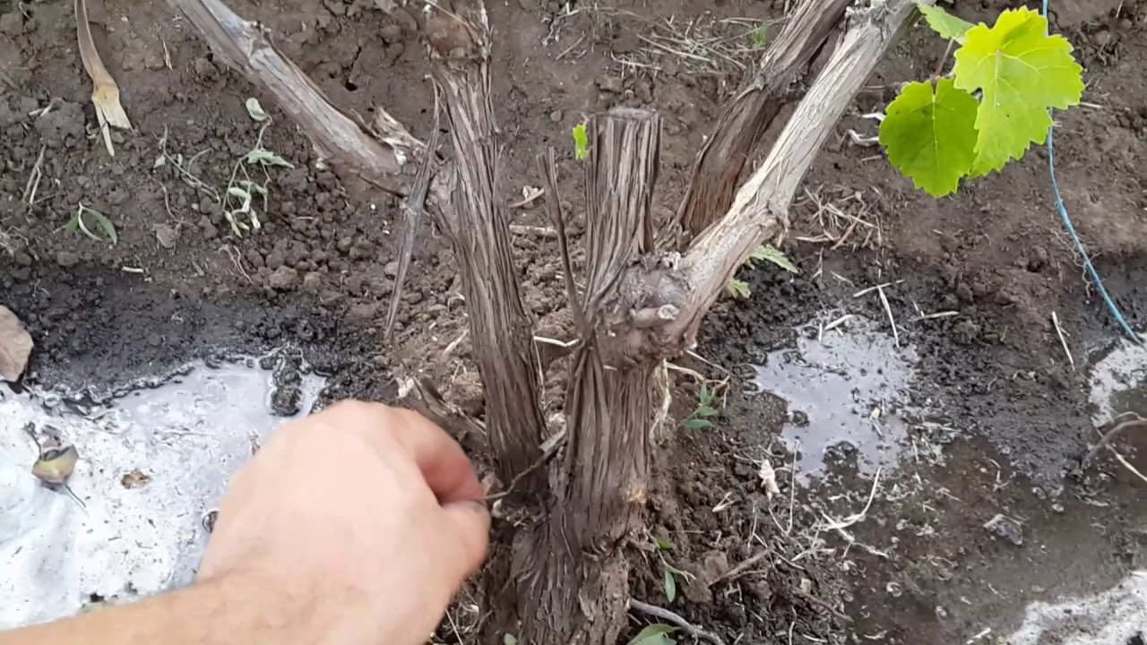 Виноград осенью купорос. Корневая подкормка винограда. Влагозарядный полив винограда осенью сроки. Корневые подкормки винограда летом. Железа для растений полив корневая.