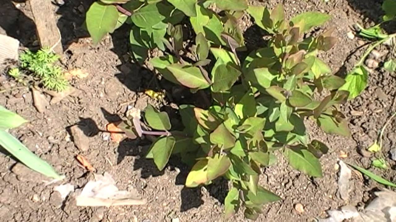 Как посадить жимолость весной саженцами пошагово и с фото в домашних условиях