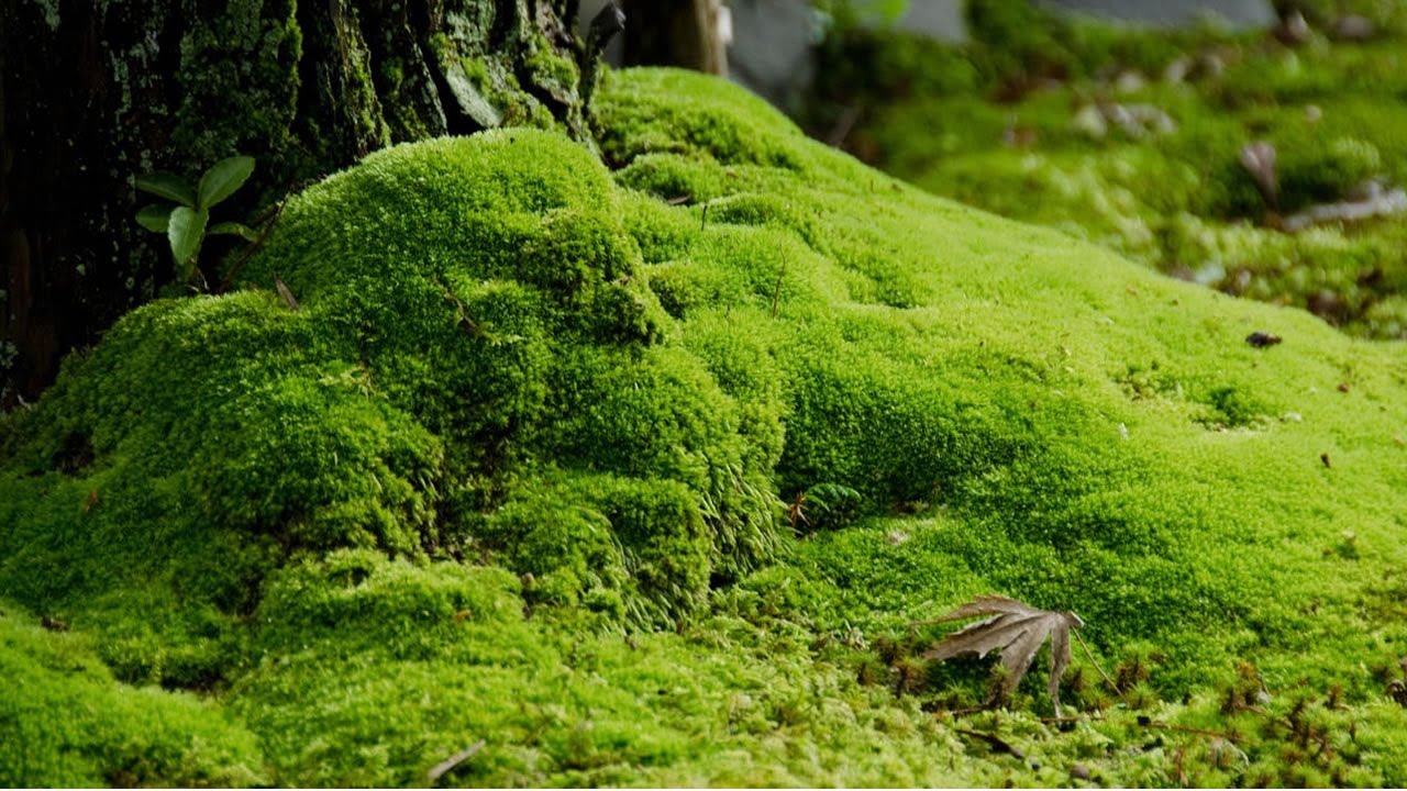 Moss перевод. Мох флатмос. Мох схистостега. Мох Калимантан. Моховидные растения сфагнум.