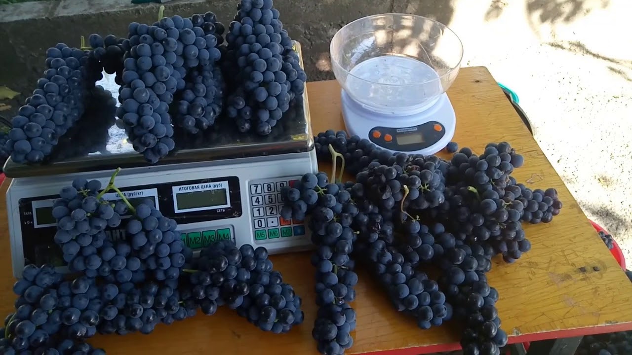 сорт винограда гранатовый магарача. виноград гранатовый магарача. сорт винограда гранатовый магарача. сорт винограда тан 68. сорт винограда гранатовый магарача.