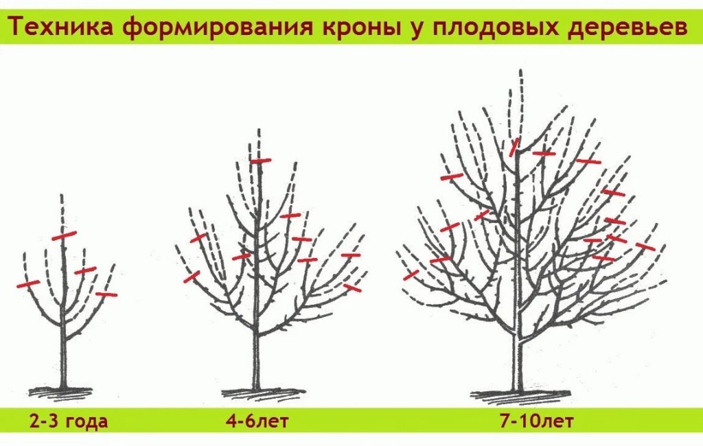 Обрезка черешни осенью для начинающих в картинках