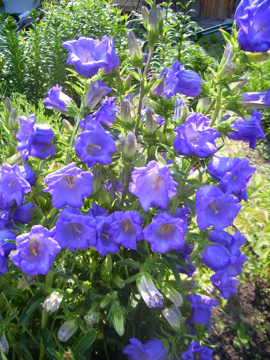 Кампанелла цветок садовый многолетний фото и описание