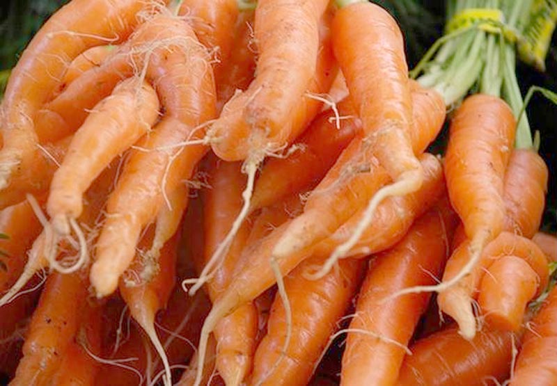 Почему морковь рогатая. Корнеплод моркови. Корявая морковь. Рогатая морковь. Морковь растет.