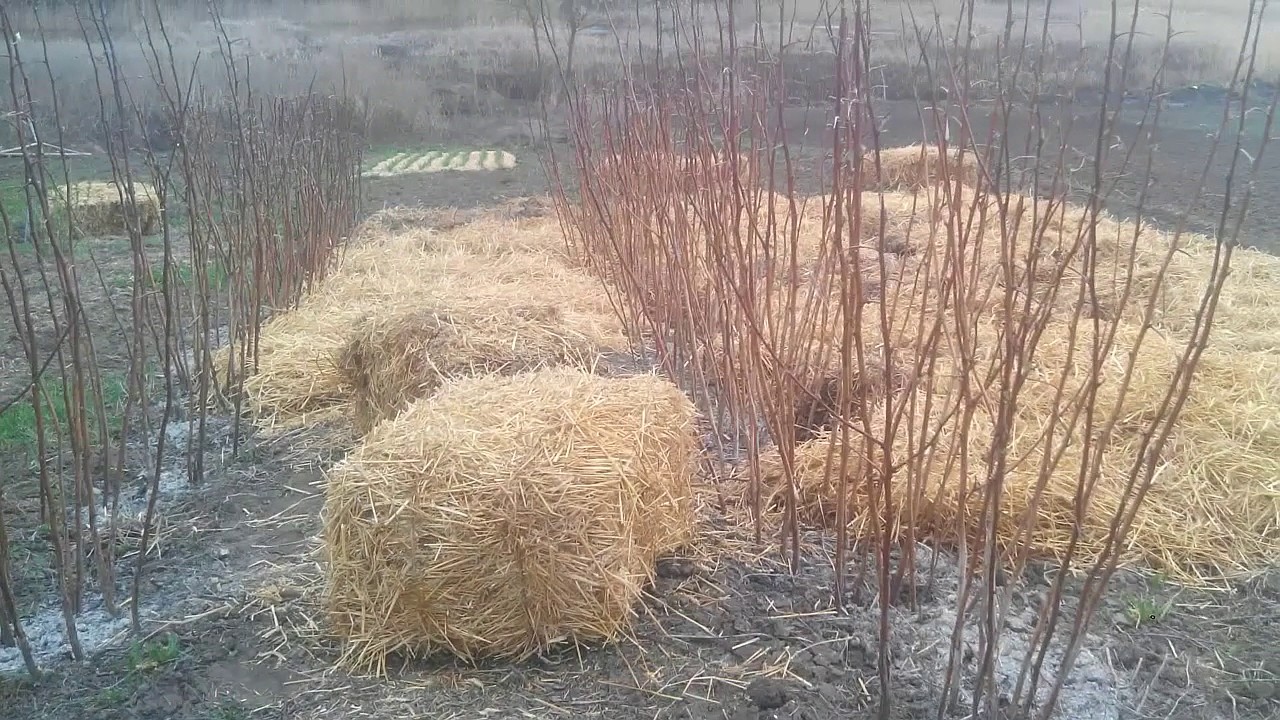 Солом растут. Мульчирование ремонтантной малины. Мульчирование малины соломой. Укрытие малины мульчой. Мульчирование малины щепой.