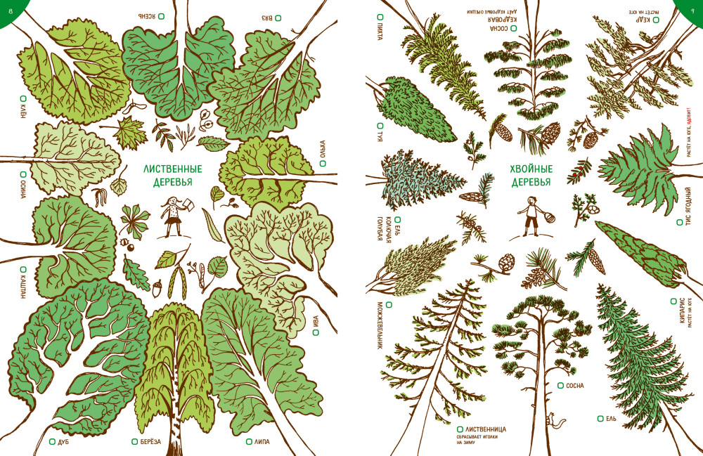 Листья хвойные и лиственные. Лиственные деревья. Лиственные деревья для дошкольников. Лиственные деревья названия. Лиственные растения для детей.