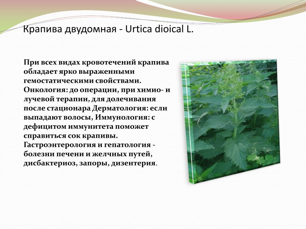 Пить крапиву при месячных. Крапива двудомная (Urtica dioica). Крапива двудомная местообитание. Крапива двудомная гербарий. Крапива двудомная при кровотечении.