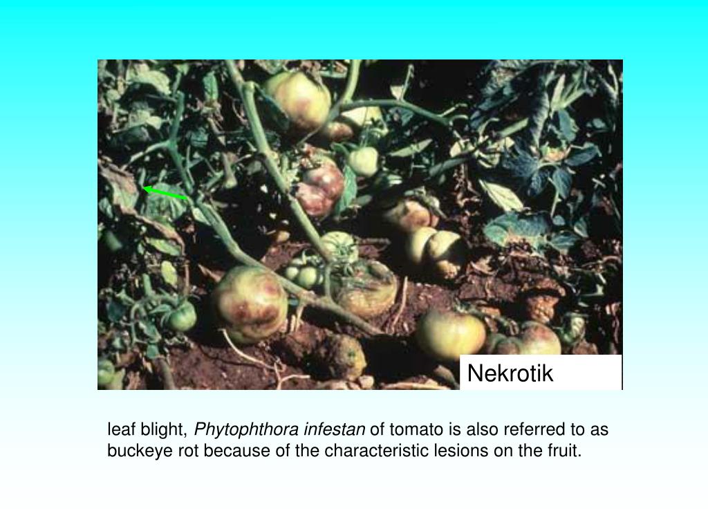 Фитофтора какой вред. Phytophthora infestans систематика. Фитофтора лука. Фитофтора наносимый вред. Фитофтора на крыжовнике.