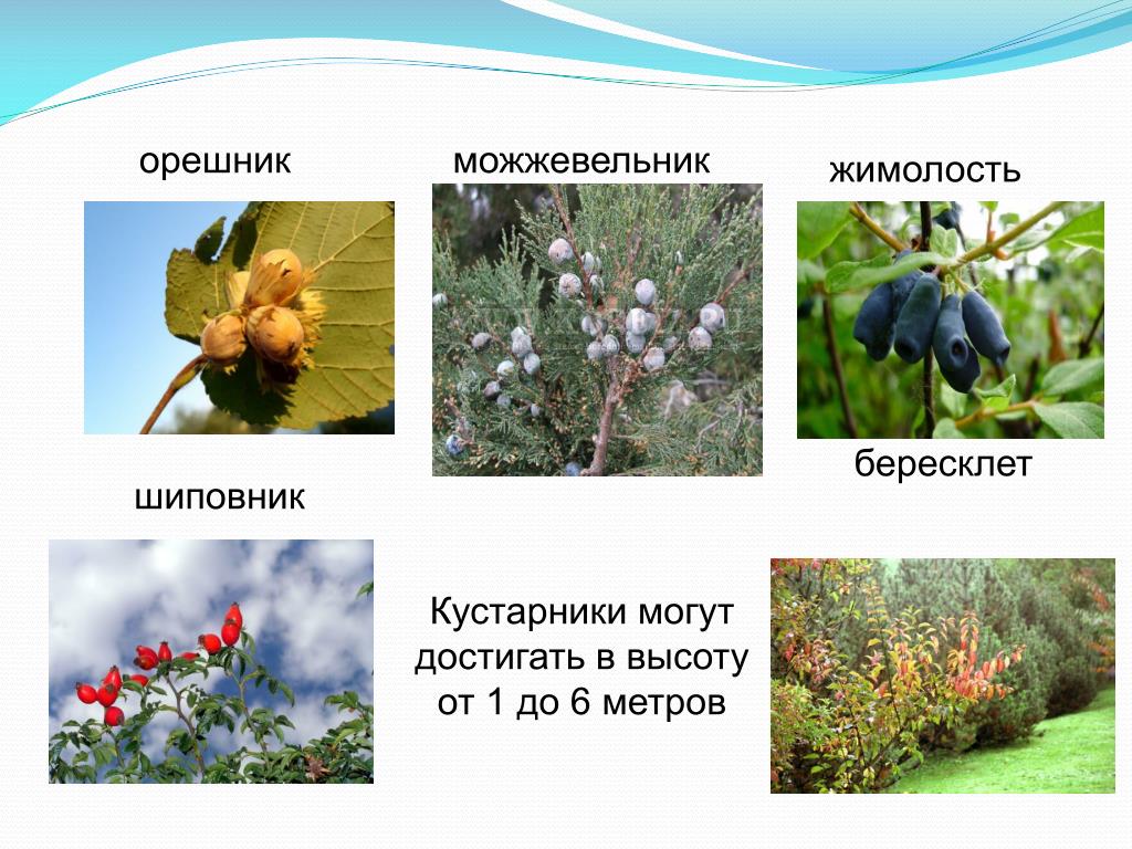 кизильник иволистный парктеппих. шиповник лакса, шиповник канина. сирень и спирея. шиповник ремонтантный. жимолость картинки.