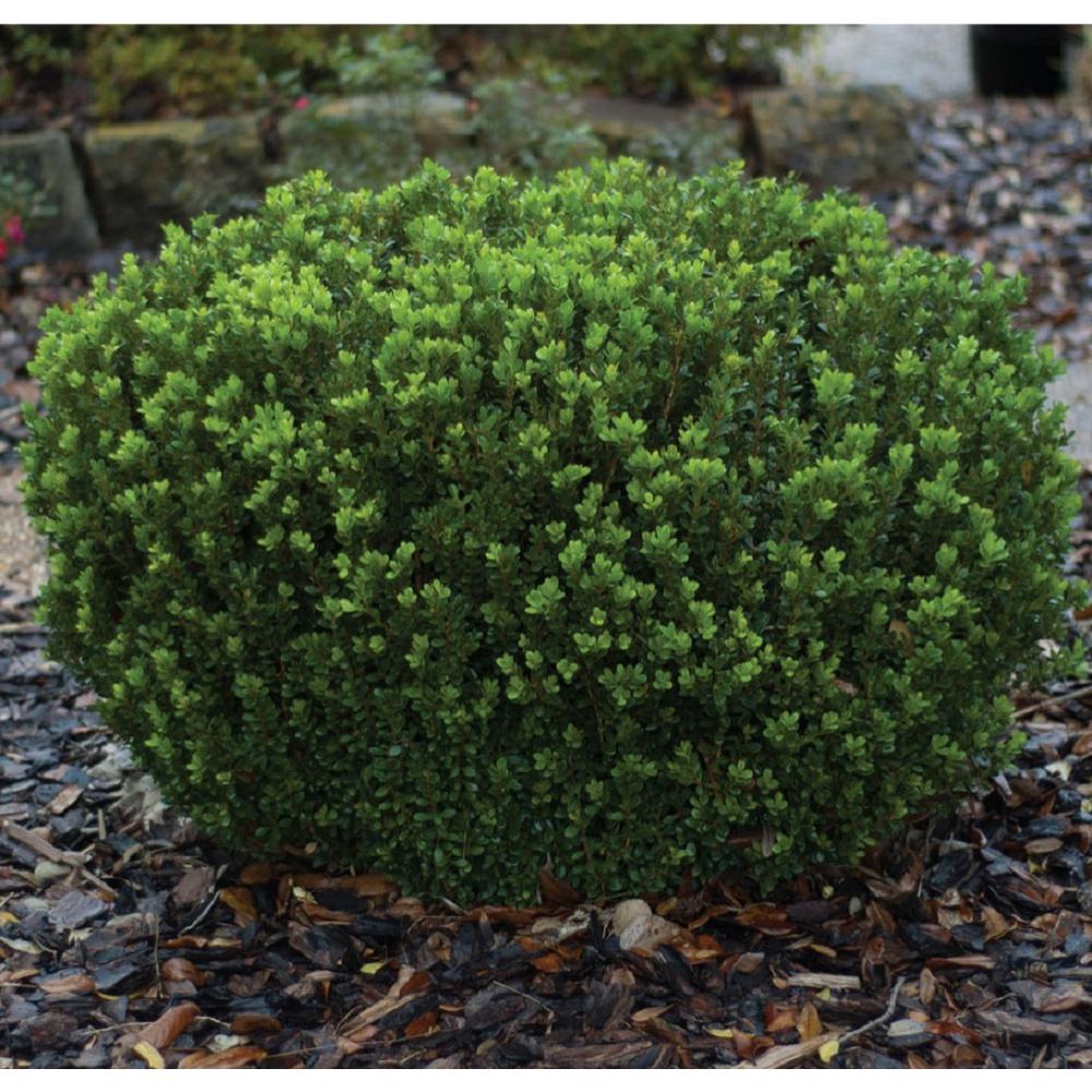 American Boxwood растение