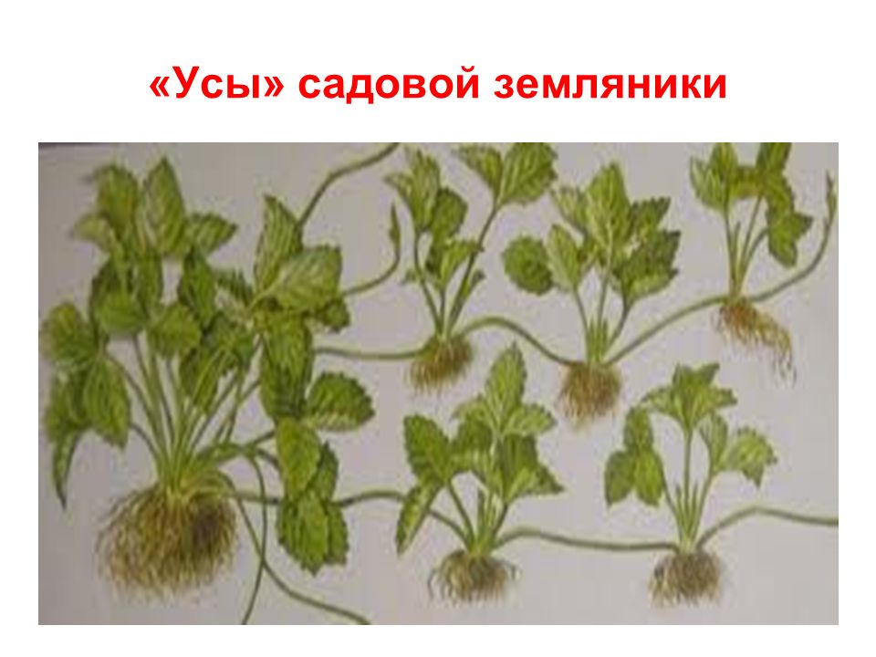 Усы земляники