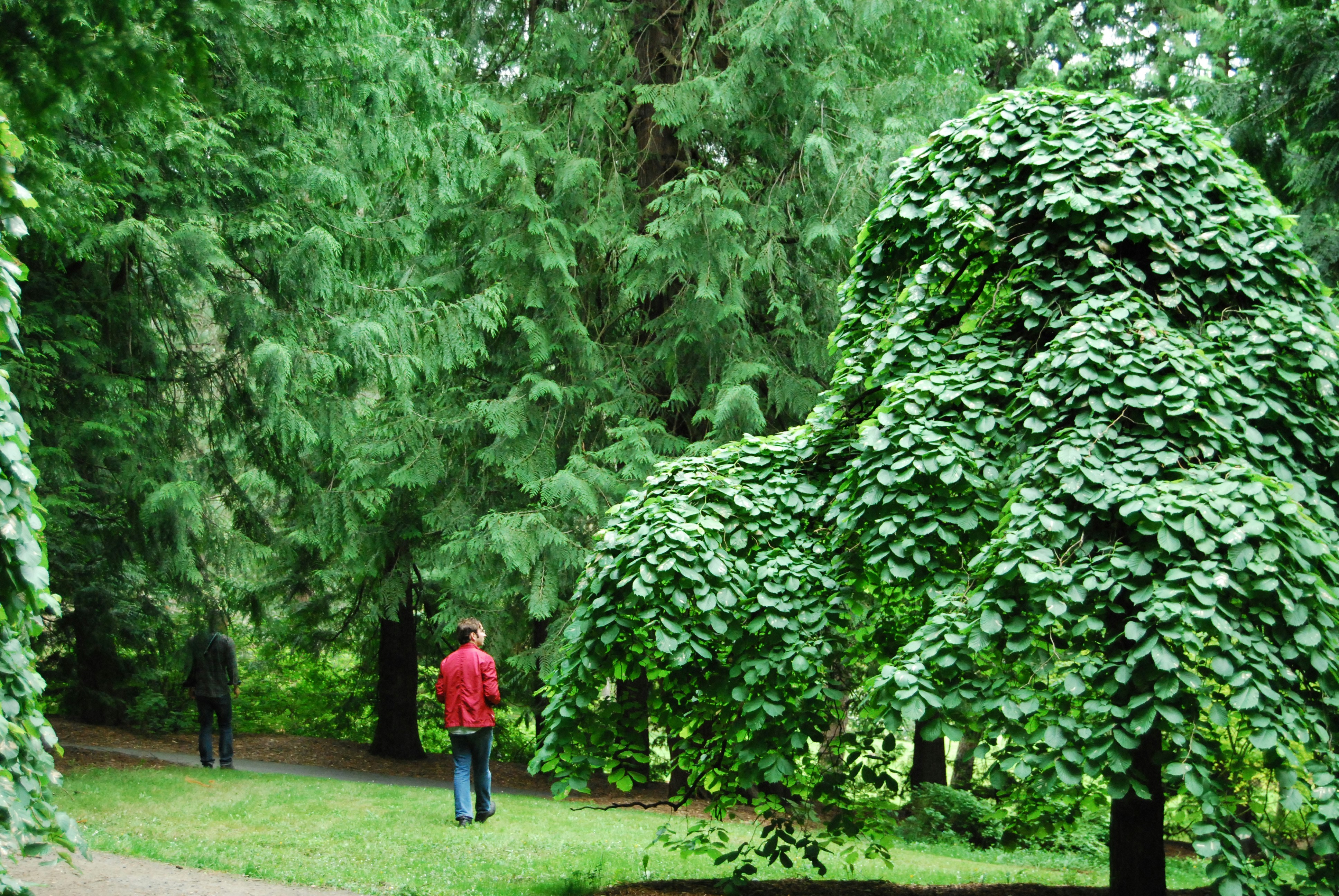 Собранные лиственных. Южное вечнозеленое лиственное дерево. Широколиственные вечнозеленые деревья. Вечнозеленые деревья ботсад Тбилиси. Дендрарий дерево.