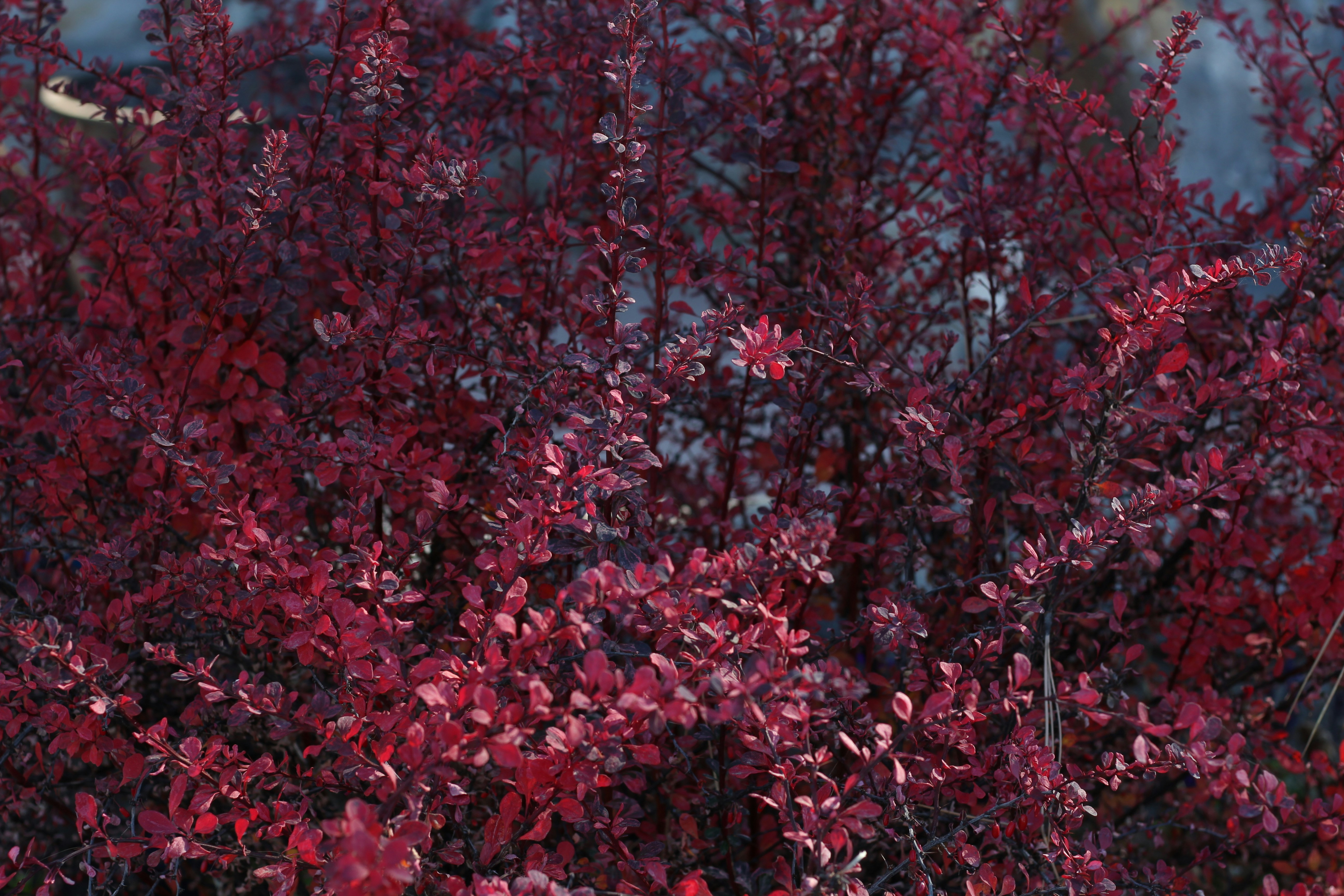 Кустарник с бордовыми листьями название фото