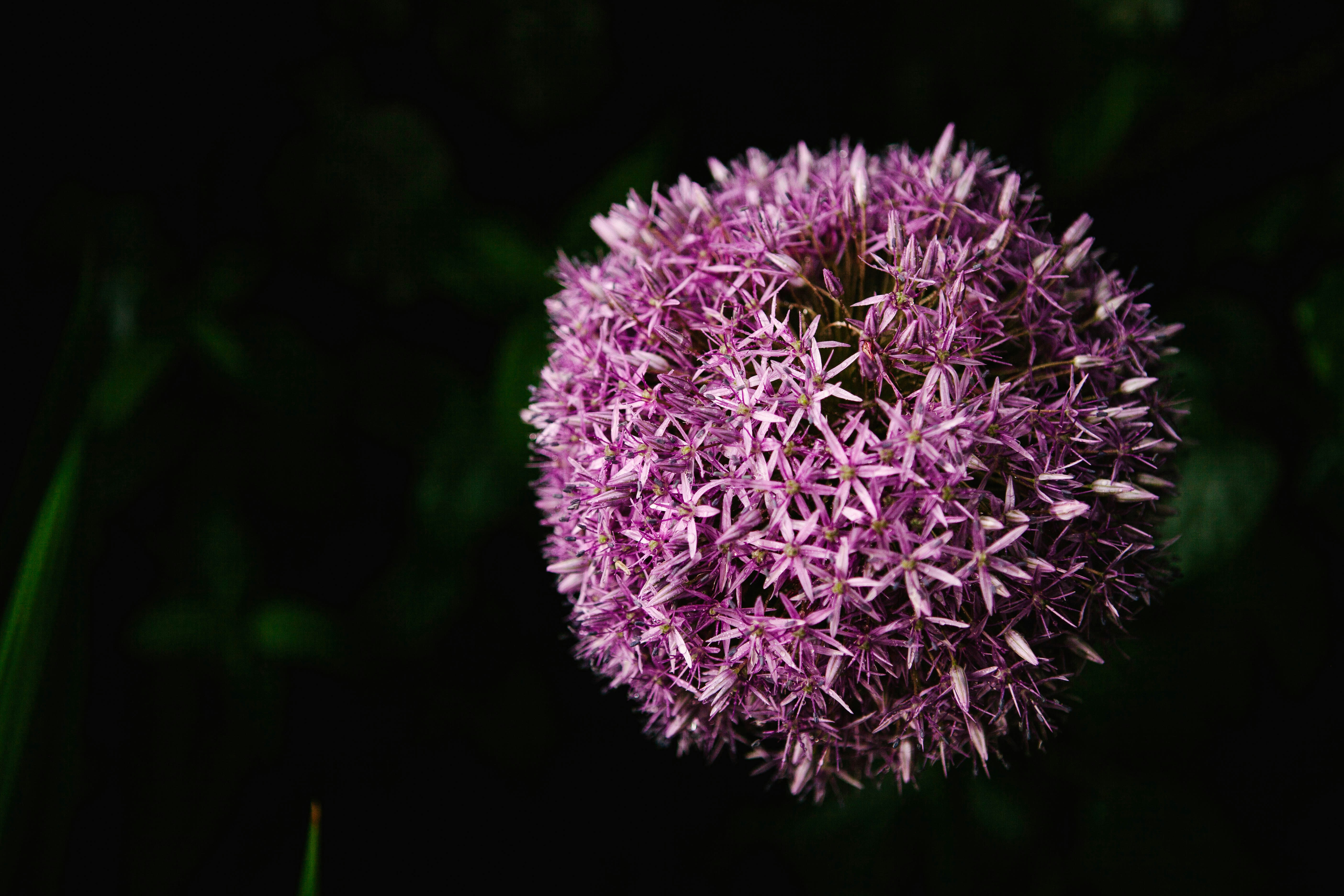 Allium Gorolyubivyj Allium Posadka I Uhod V Otkrytom Grunte Razmnozhenie Semenami Primelens Ru Zerkalnye Fotoapparaty Kompaktnye Fotoapparaty Videokamery Obektivy Fotovspyshki I Aksessuary V Moskve