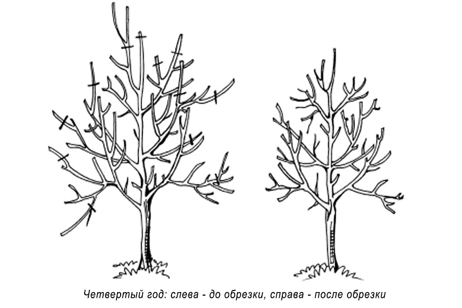 Обрезка молодой яблони весной для начинающих в картинках