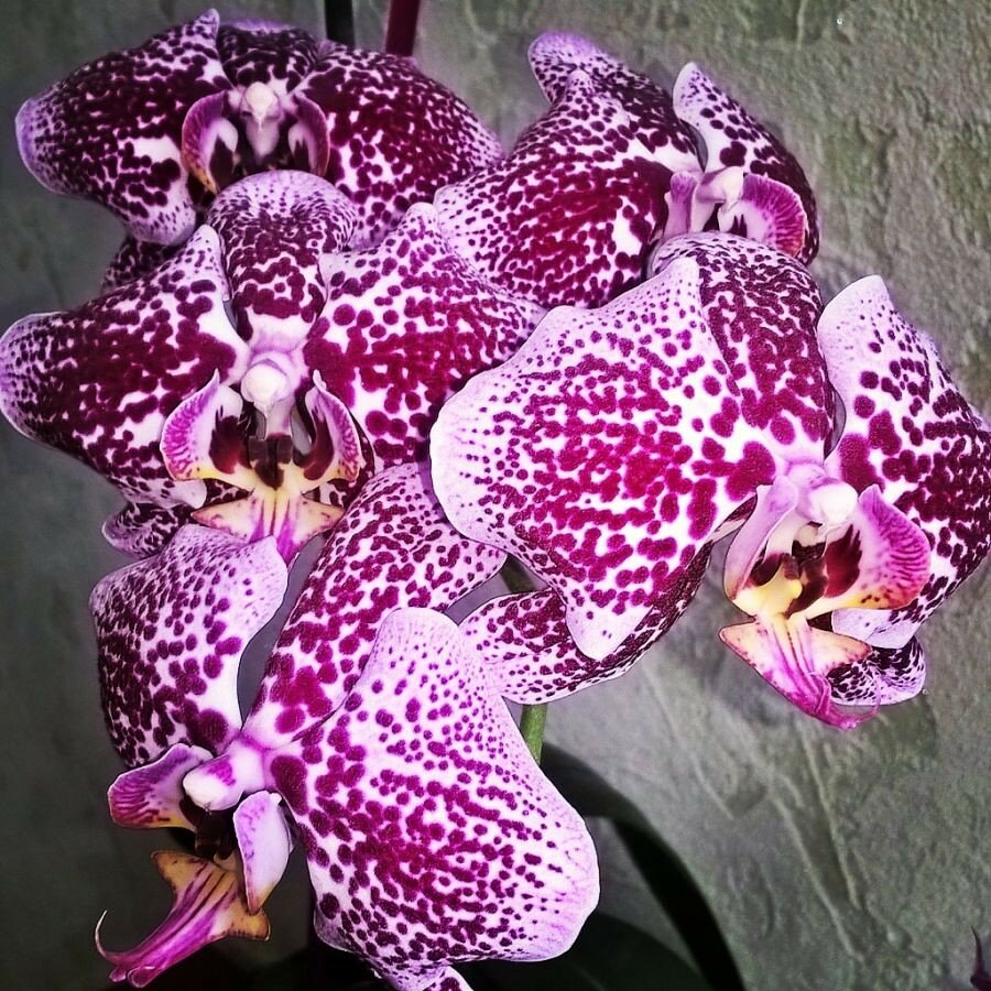 Сорта орхидей с фото. Орхидея Вероника фаленопсис. Фаленопсис снежный Барс. Орхидея ТЕССИОН. Фаленопсис крапчатые сорта.