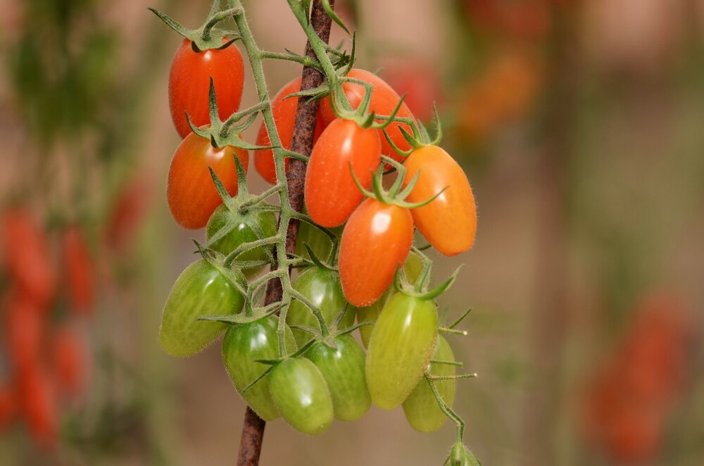 Томат с желтыми плодами. Томат Красномордина. Томат красный Жасмин. Sebero - Tomato - томат. Кишмиш красный томат.