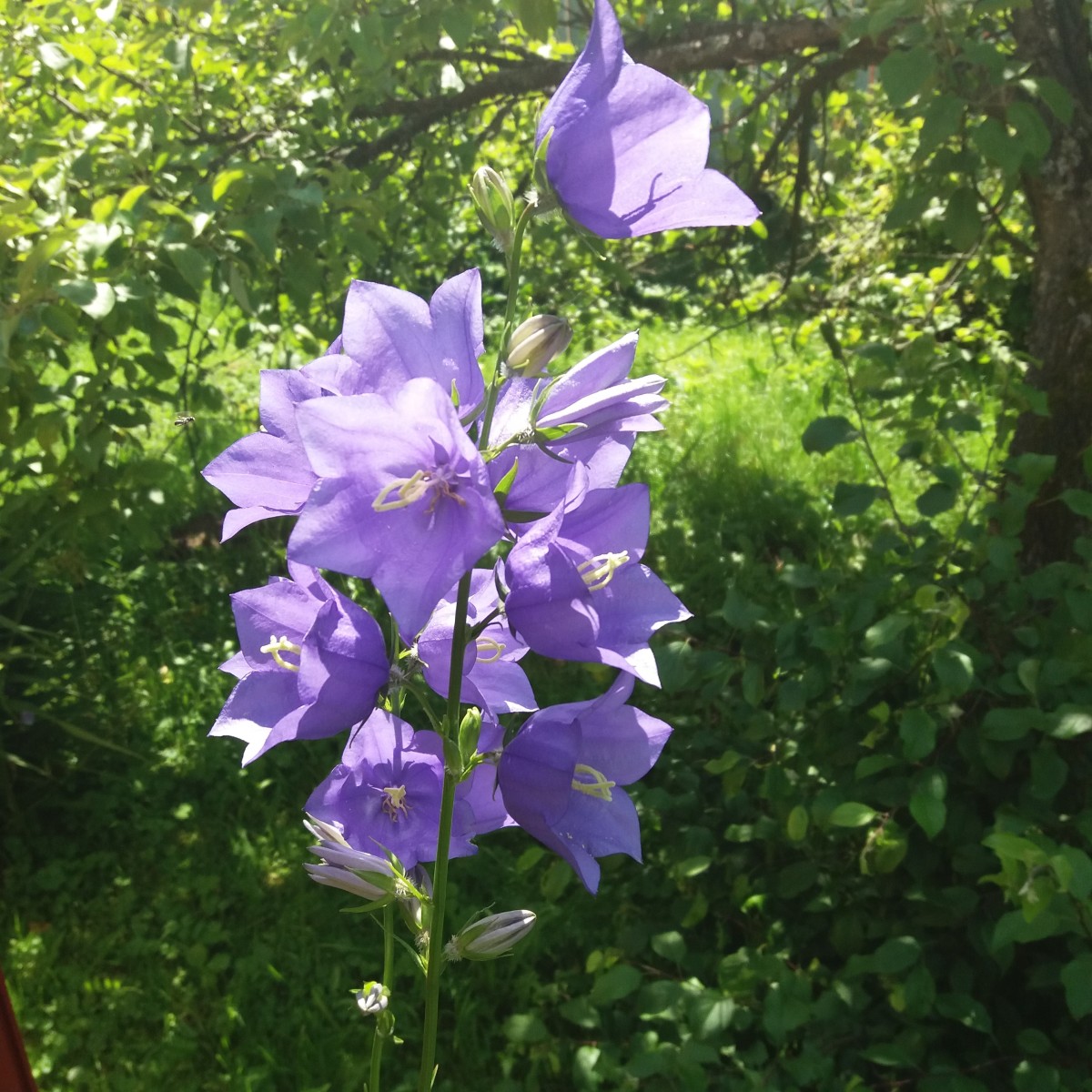 Колокольчик цветок многолетний садовый виды фото и названия
