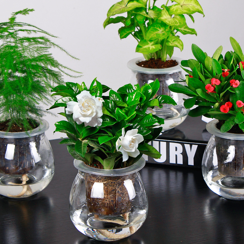 Какие комнатные цветы можно выращивать. Традесканция на гидропонике. Комнатные растения на гидропонике. Гидропоника для комнатных цветов. Комнатные растения растущие в воде.
