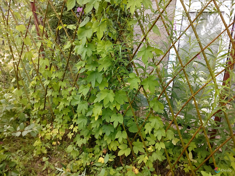 Хмель растение фото на заборе фото