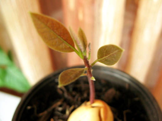 Росток персика из косточки фото