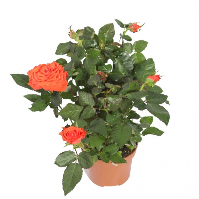 Цветок чайная роза домашняя фото