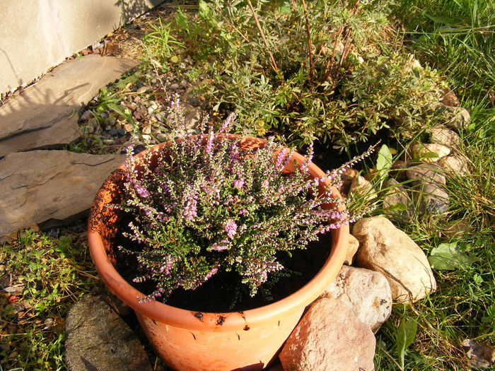 Вереск В Горшке Зимой фото 11