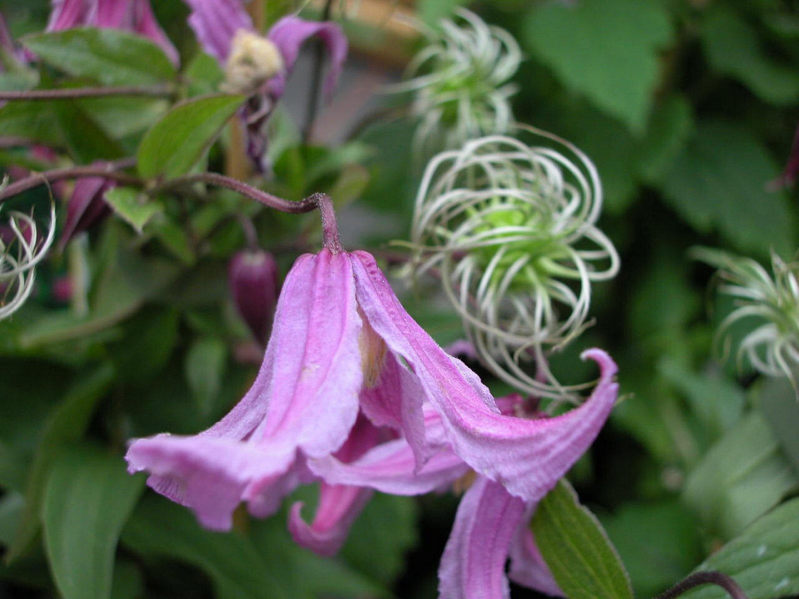 Клематис интегрифолия. Клематис Интегрифолия integrifolia. Клематис кустовой Интегрифолия. Клематис Розеа.