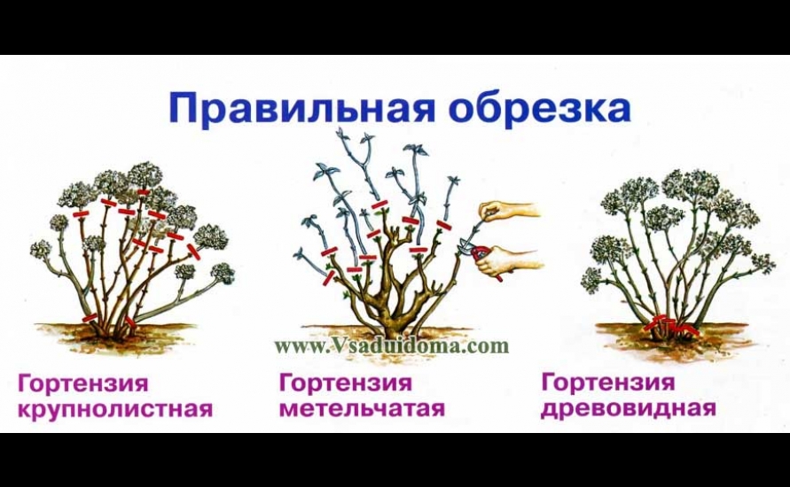 Обрезка гортензии весной для пышного цветения. Схема обрезки гортензии крупнолистной осенью. Формирование гортензии метельчатой схема. Схема обрезки древовидной гортензии.