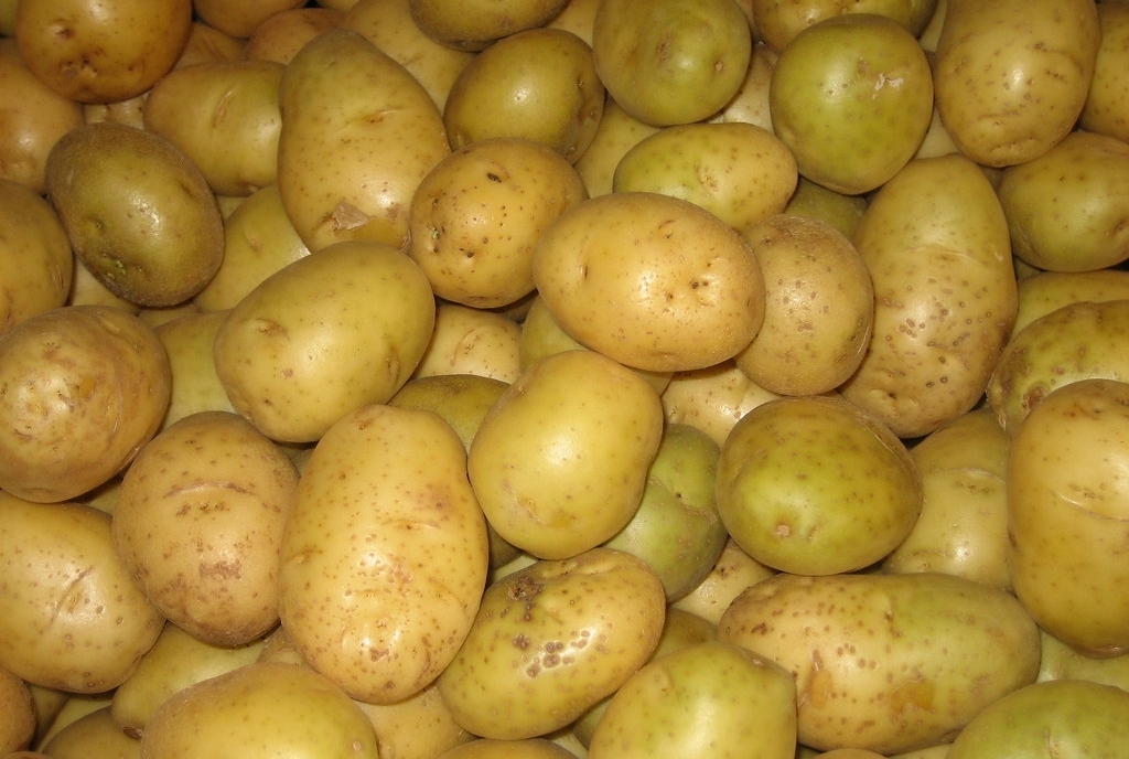 Приму картошку. Зеленая картошка. Соланин в картофеле. Позеленение клубней картофеля. Позеленевшие клубни картофеля.