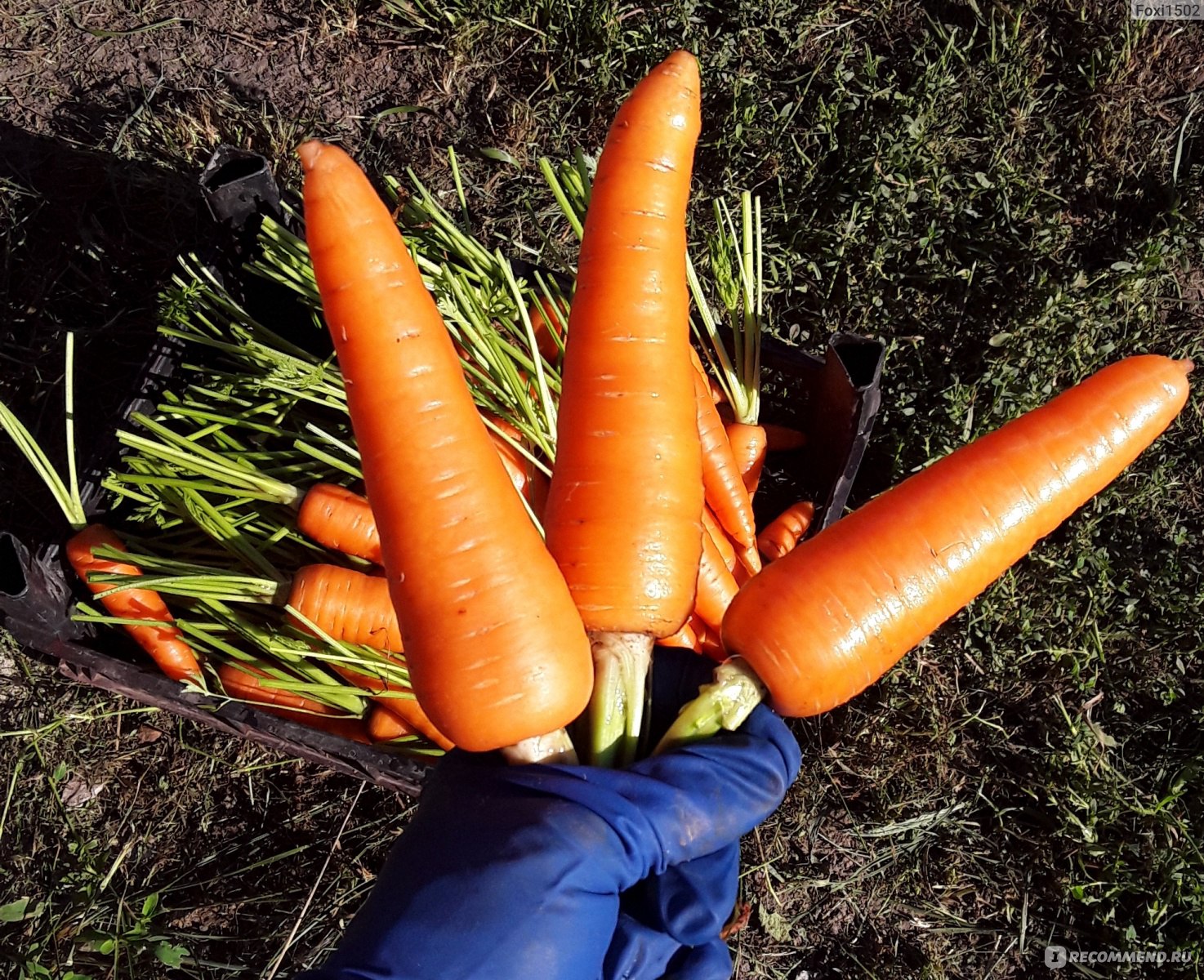 Морковь семена лучшие сорта для открытого. Морковь f1 Дордонь. Морковь Абако. Сорт моркови Дордонь. Абако морковь Сингента.