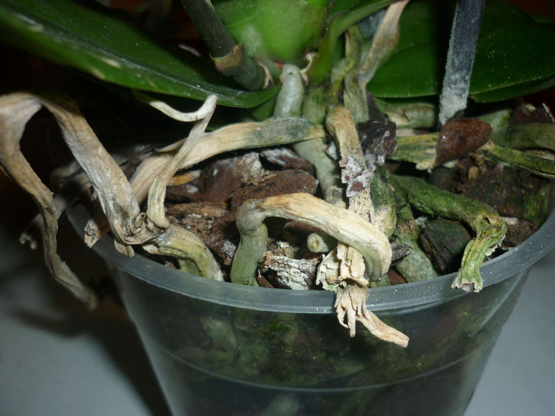 Живые корни орхидеи. Орхидея фаленопсис корни. Орхидея фаленопсис гнилые корни. Серебристые корни орхидеи фаленопсис. Фаленопсис корни полив.