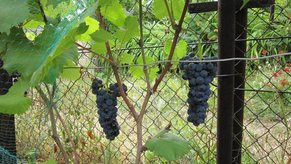 Виноград амурский саженец. Виноград один Амурский прорыв. Виноград Амурский Vitis amurensis. Виноград Маркетт. Виноград сорт один Амурский прорыв.