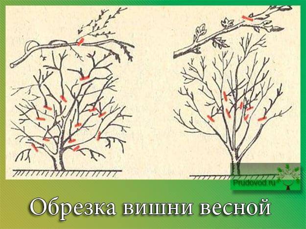 Обрезка черешни весной для начинающих в картинках пошагово