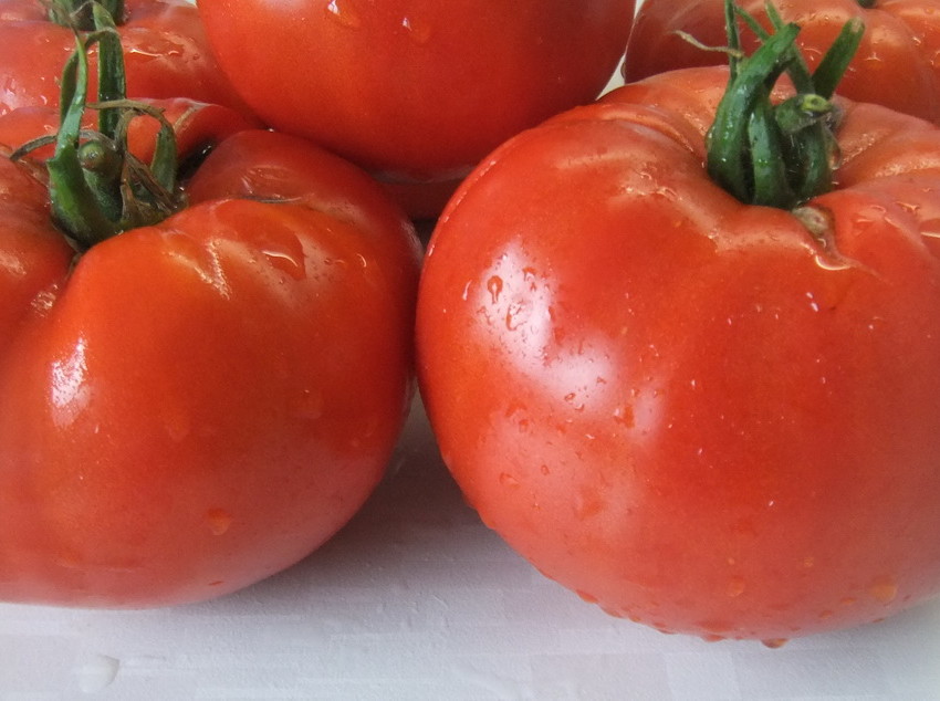Фото ранних сортов помидор. Крупноплодные сорта томатов. Низкорослые крупноплодные сорта томатов. Крупноплодные гибриды томатов для теплиц.