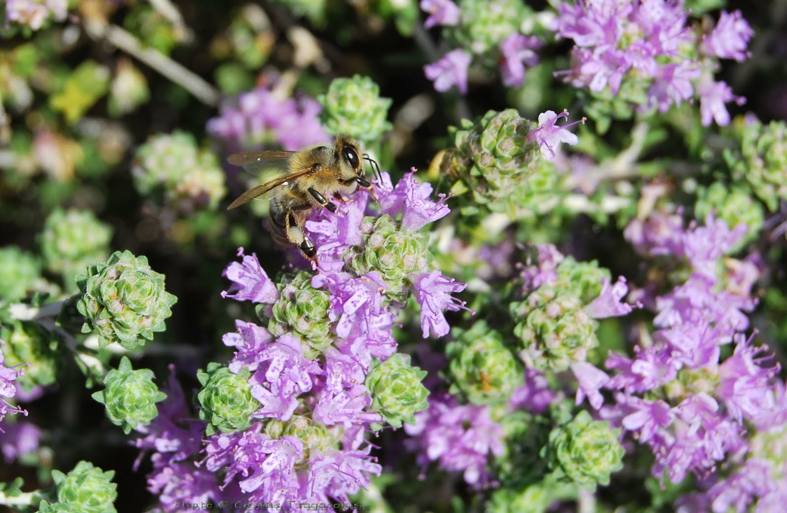 чай с орегано душицей. специя thyme kekik. вред чабреца для женщин. чабрец аптечный. чай с чабрецом.
