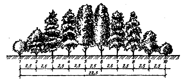 Расстояние хвойная. Схема посадки садозащитных насаждений. Схема посадки леса. Схема посадки плодовых деревьев и кустарников в саду. Схема посадки защитных полос.