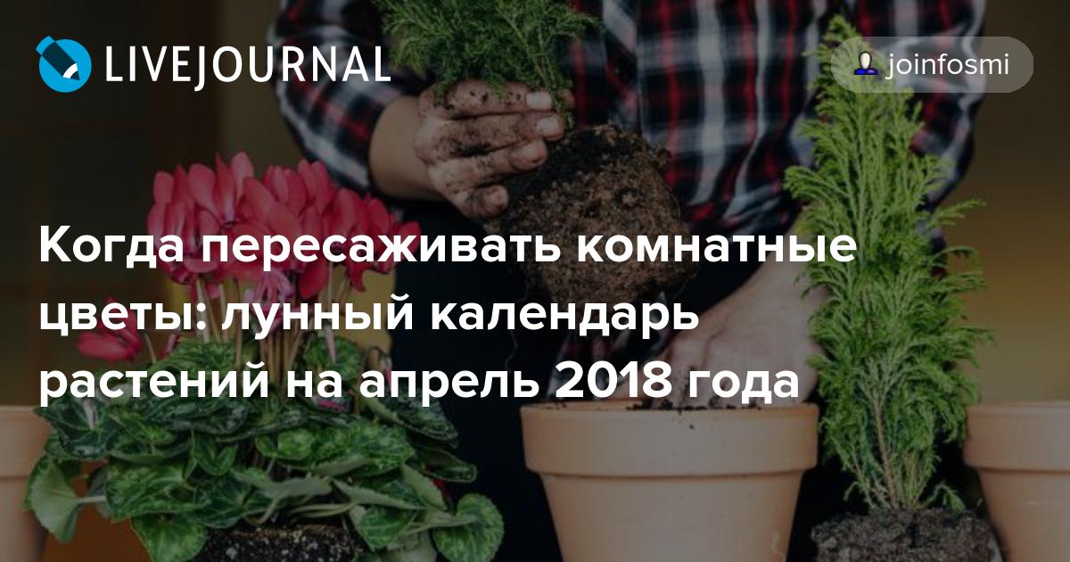 Апрель пересадка комнатных растений. Когда лучше пересаживать комнатные растения. Лунный календарь на комнатные цветы. На какую луну пересаживать комнатные цветы. Когда можно в ноябре пересадить комнатные цветы.