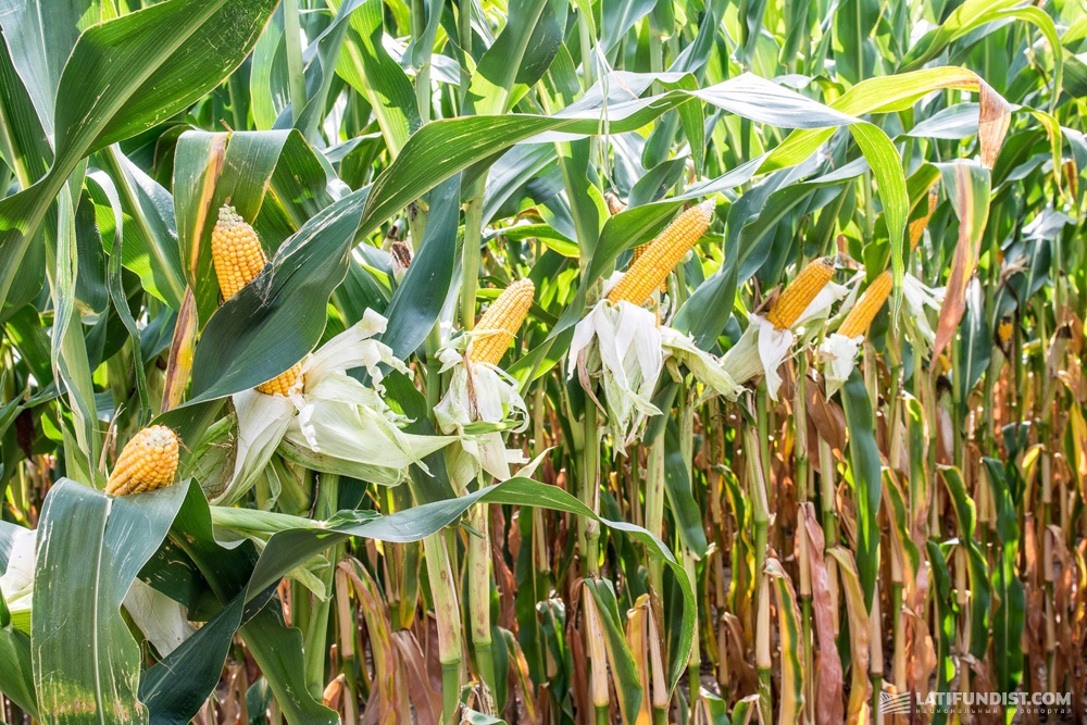 Кукурузные листья купить. Полузубовидная кукуруза. Поле кукурузы с початками. Полевая кукуруза. Данубио кукуруза.