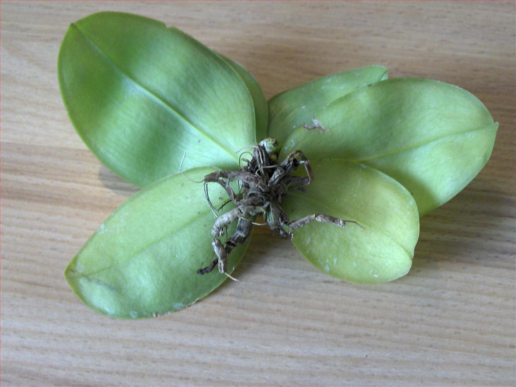 Болезни корней орхидей фаленопсис и их лечение с фото