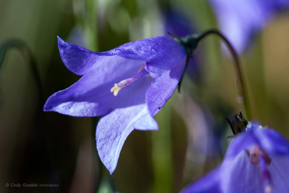 Колокольчик синий цвет. Колокольчик Бавария Бьюти. Blue Campanula аромат. Фиолетовые колокольчики цветы. Цветок "колокольчик".