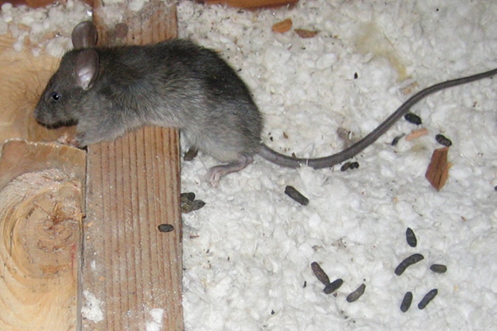 Найти мышей. Мышь в квартире. Крысиные и мышиные какашки. Мыши в доме. Мышка дома.