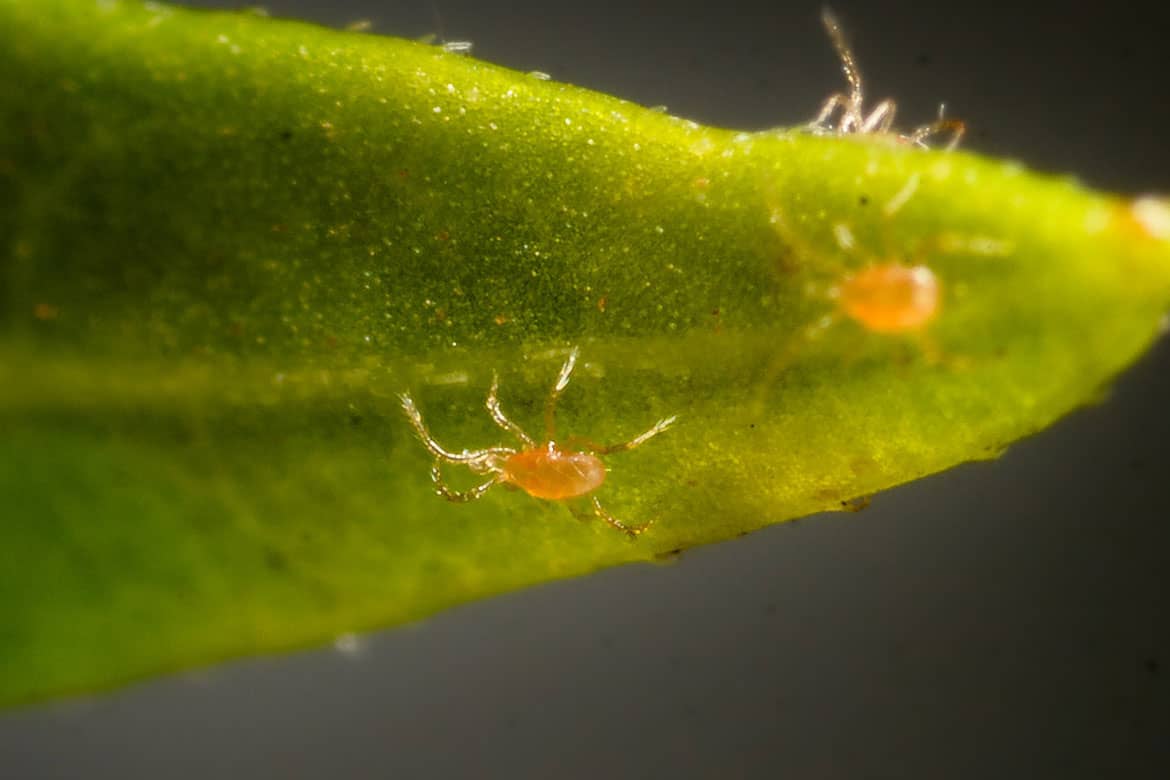 Паутинный клещ как избавиться. Фитосейулюс. Tetranychus urticae. Phytoseiulus persimilis. Паутинный клещ Tetranychus Telarius.