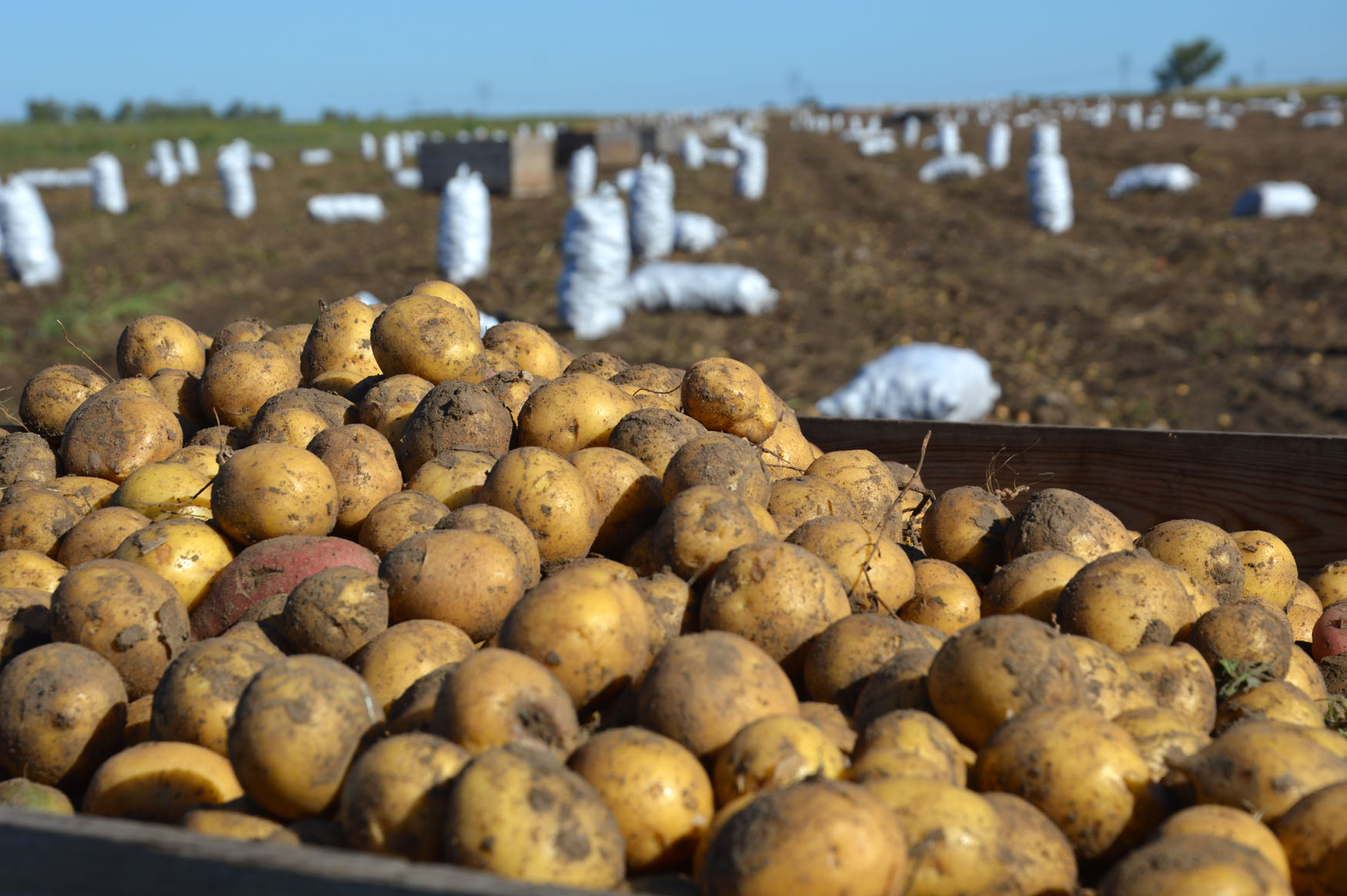 Картофель первого урожая. Поле картошки. Сельское хозяйство картофель. Урожай картофеля. Плантация картофеля.