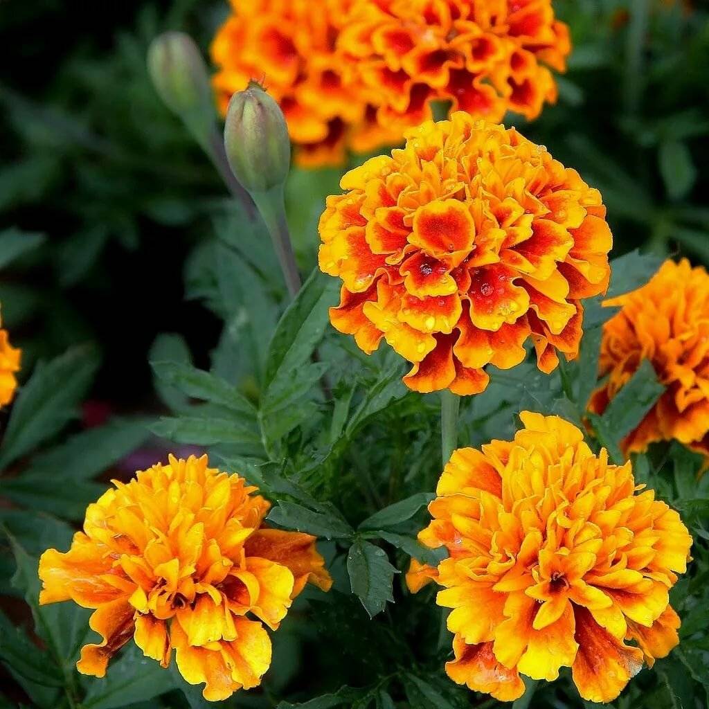 Бархатцы лечебные свойства. Бархатцы. Цветков бархатцев (Tagetes erecta)). Бархатцы Черноголовки. Тагетес Малютка.