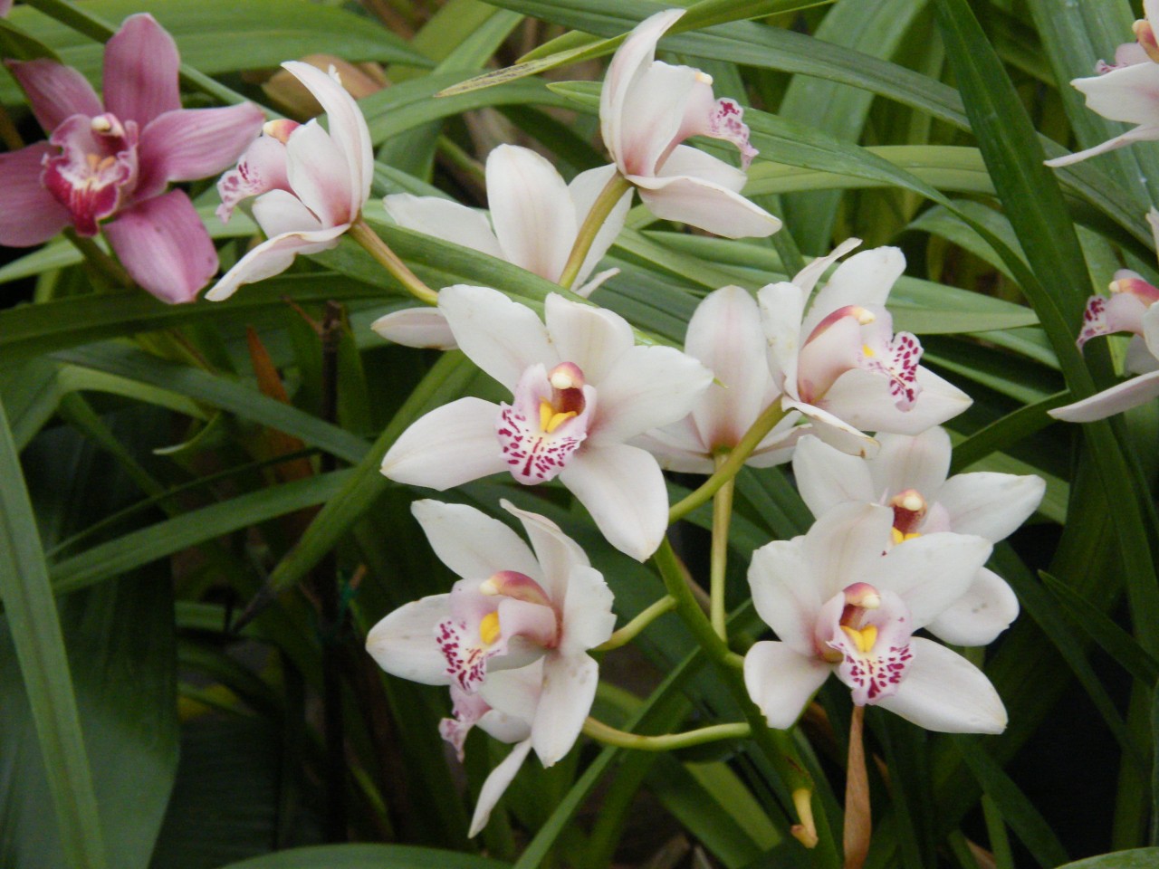 Орхидеи виды фото и названия все виды