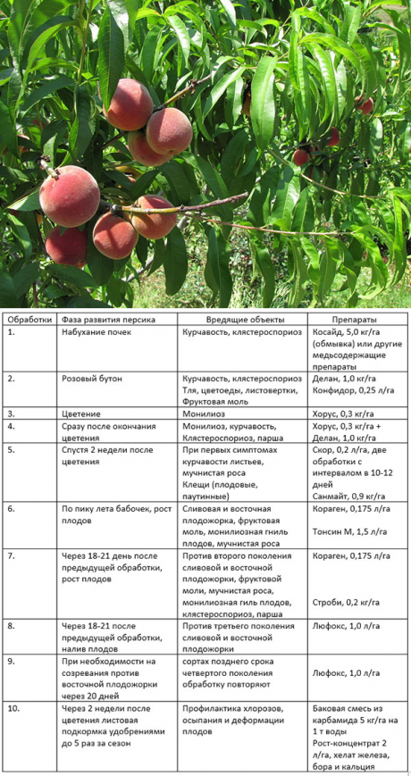 Когда нужно обрабатывать плодовые деревья. Схема обработки яблонь весной. Схема подкормки персика. Схема опрыскивания персика весной. Таблица обработки персика.