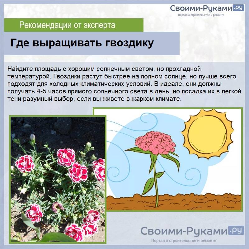 Гвоздикой как перенести. Как растут гвоздики. Где растет гвоздика. Где растет гвоздика цветок. Где выращивают гвоздики.