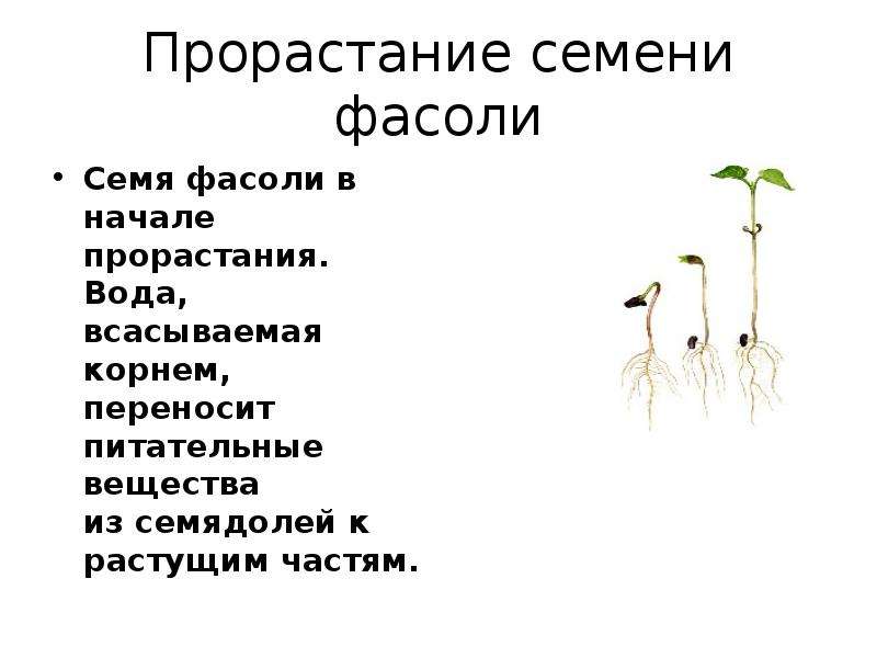 Строение семени строение корня. Строение и прорастание семени. Прорастание семян фасоли. Прорастание семян ботаника. Стадии прорастания семян.