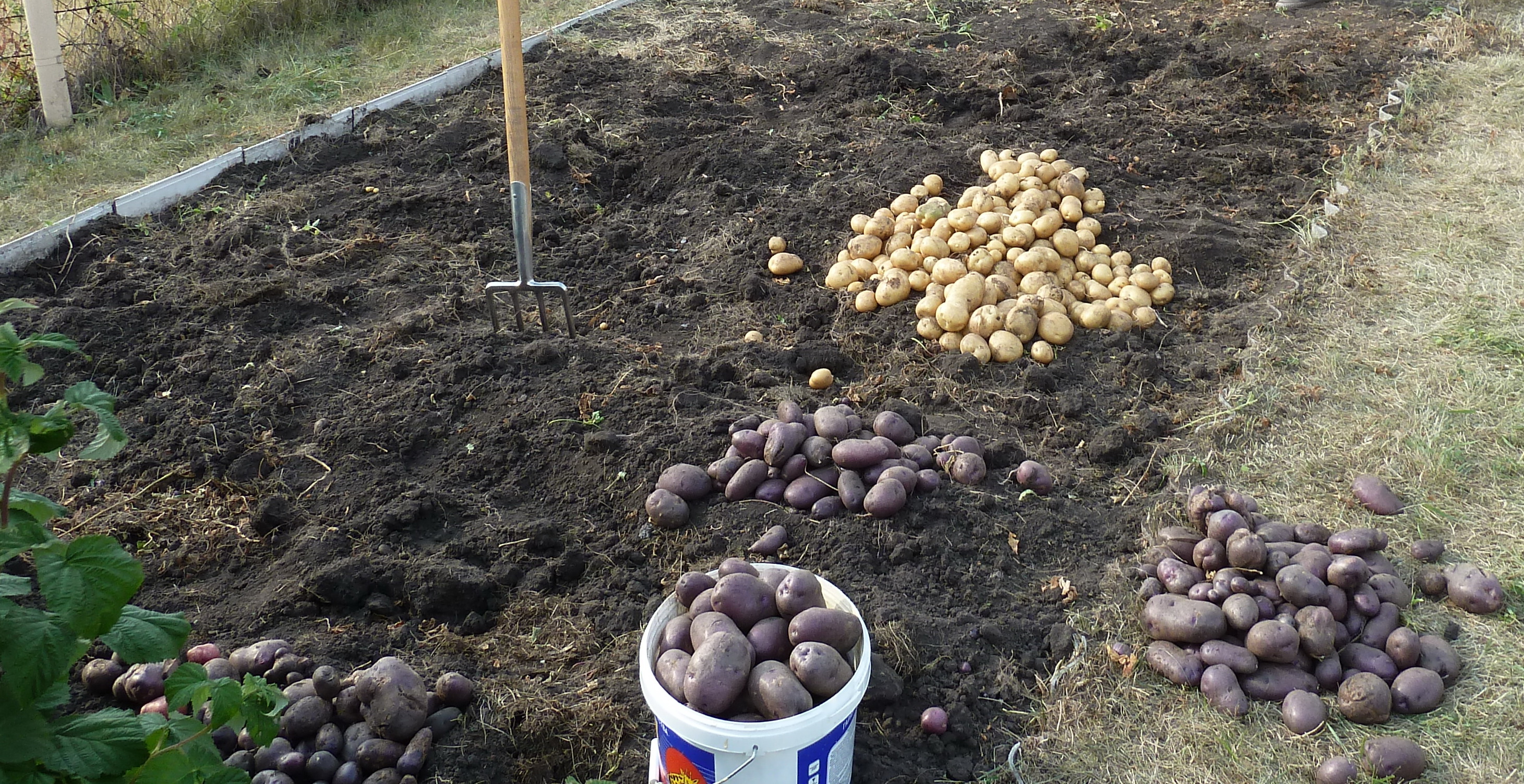 Перед посадки картошку можно. Картофель на грядке. Картошка на даче. Посадка картошки на даче. Грядки для картошки на даче.